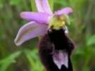 Ophrys bertolonii